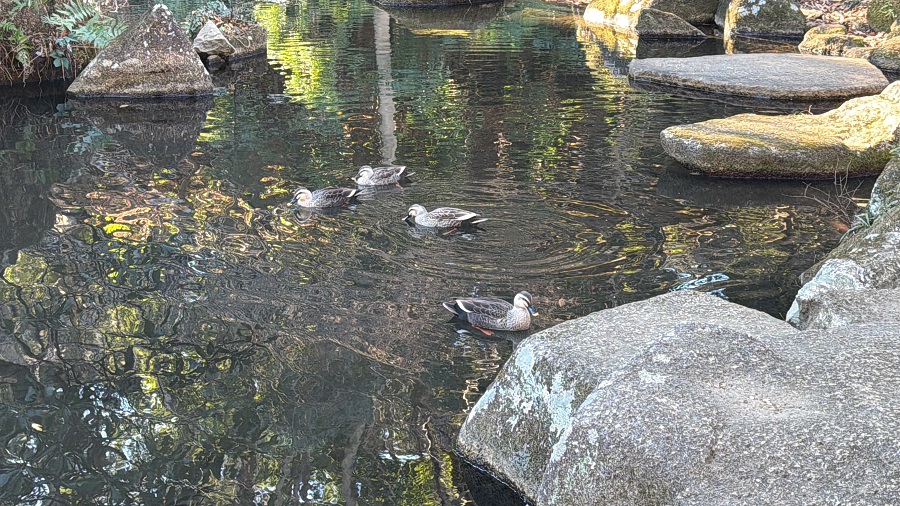 カモちゃんたち