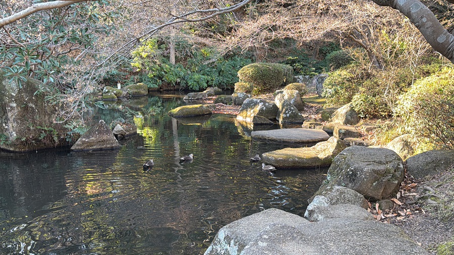 雰囲気よさそうな池