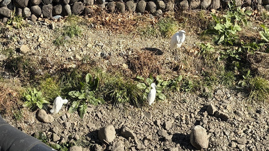 石神井川にいたサギちゃん